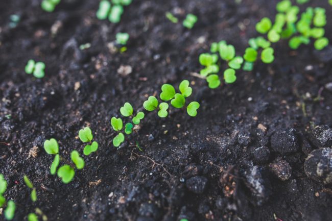 eco-sodico-news-naturaverde-bio-biobaby