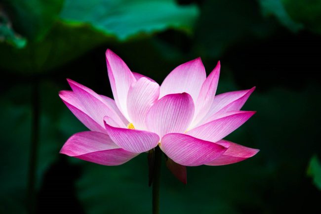 lotus-onlus-sodico